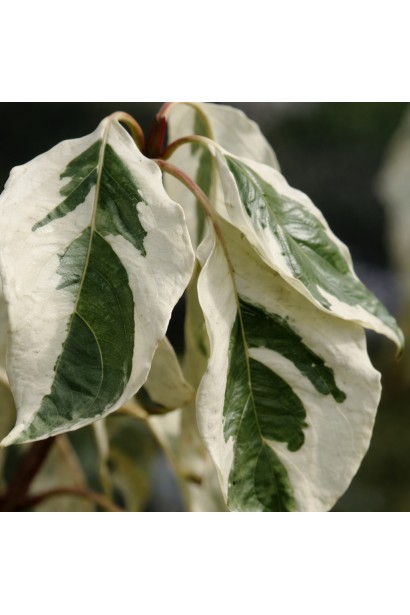 Дерен Варієгата листя